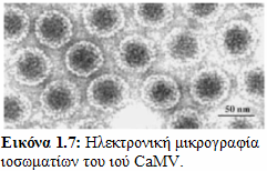 1.5 Ο ιός του μωσαϊκού του κουνουπιδιού (Cauliflower mosaic virus, CaMV) Ο CaMV είναι το τυπικό μέλος του γένους Caulimovirus της οικογένειας Caulimoviridae (Haas et al., 2002; Koike et al., 2007).