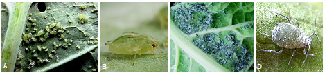 Ο CaMV μεταδίδεται με 27 είδη αφίδων (Farzadfar et al., 2007) και ιδιαίτερα από τα είδη Myzus persicae και Brevicoryne brassicae οι οποίες αποικίζουν τα σταυρανθή (Markham et al.