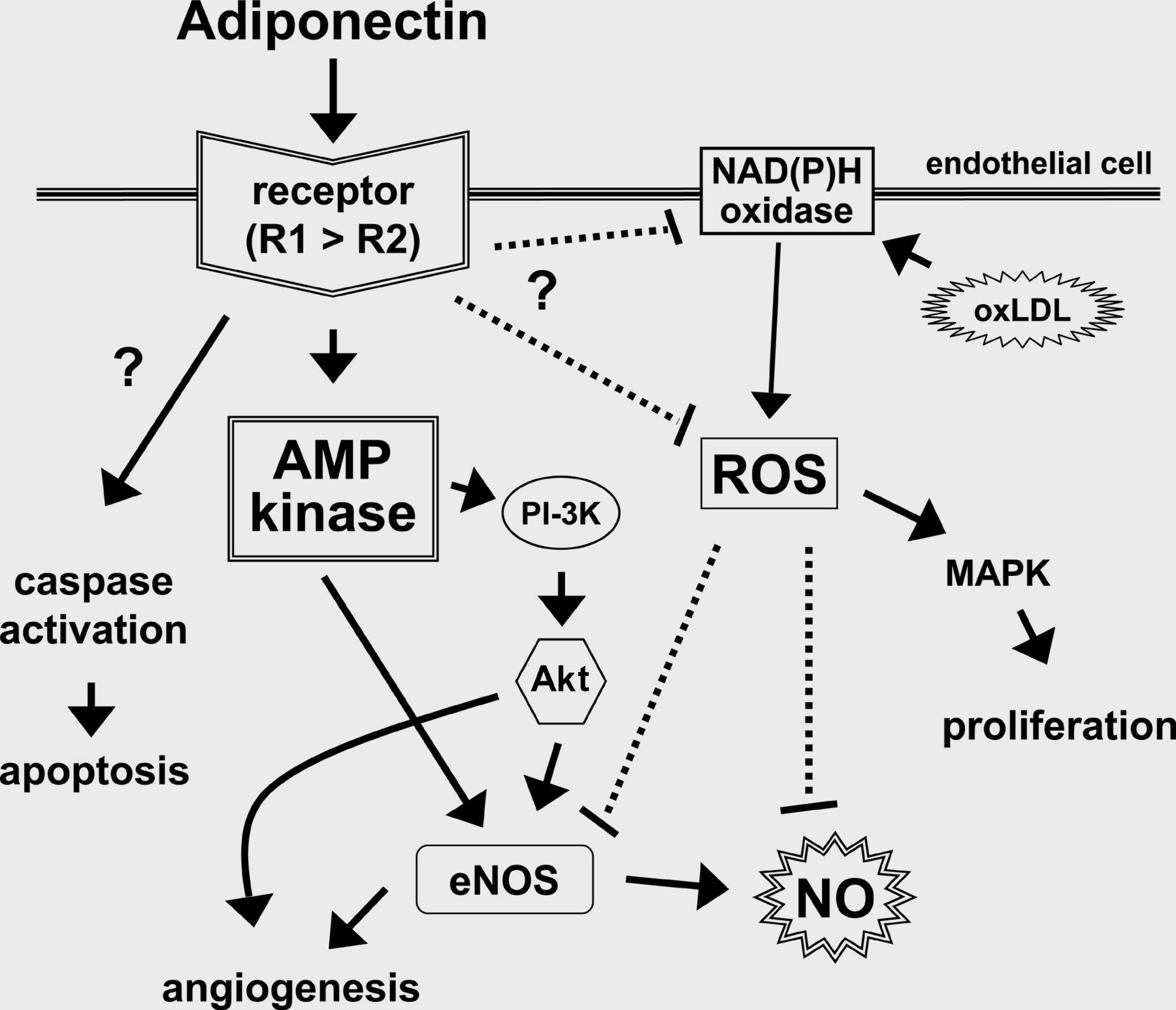 Lyon et al, Endocrinology 2003; 144: 2195- Goldstein et al, J Clin Endocrinol Metab 2004; 89: 2563-8 Μεταβολικές