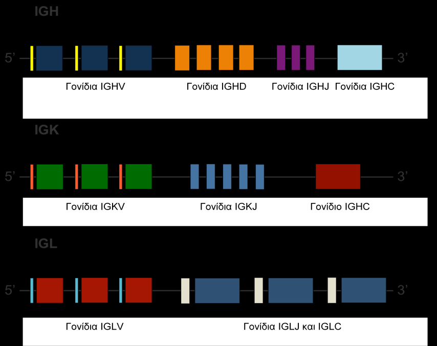 ομάδες γονιδίων, οι γενετικοί τόποι των ανοσοσφαιρινών περιλαμβάνουν και πλήθος ρυθμιστικών γονιδίων, όπως οι αλληλουχίες-οδηγοί (leader sequences, L) πριν από κάθε γονίδιο V (Εικόνα 6).