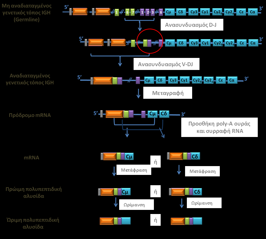 Εικόνα 20: Ανασυνδυασμός V(D)J και παραγωγή των βαριών αλυσίδων των ανοσοσφαιρινών. Figure 20: V(D)J recombination and immunoglobulin heavy chain production.