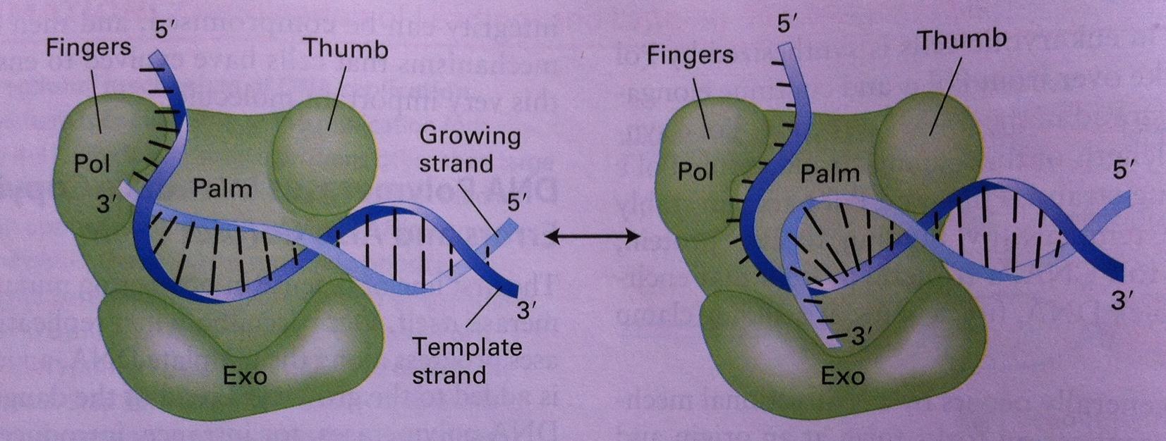 Η DNA εξαρτώμενη DNA