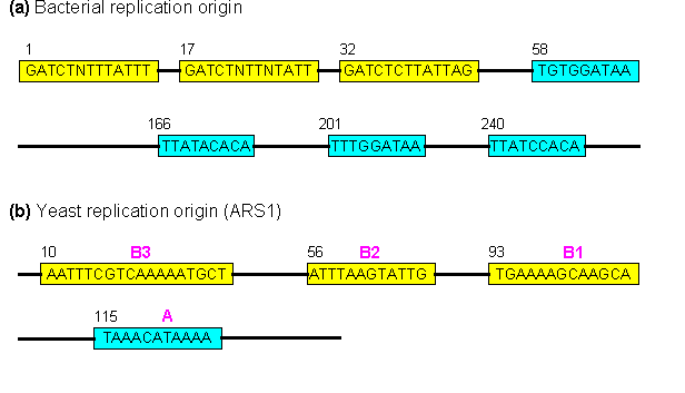 Σημεία έναρξης διπλασιασμού Περιοχές πλούσιες σε A/T Μοναδικό σε χρωμόσωμα ευβακτήριων, σε πλασμίδια σε μιτοχονδριακό& χλωροπλαστικό DNA