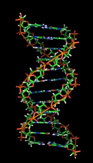 ΣΤΕΡΕΟΔΙΑΤΑΞΗ ΤΟΥ DNA (B-DNA) Κυλινδρόμορφη δομή με 10.