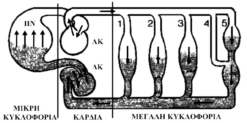 1.2 Κυκλοφορικό σύστημα Το αίμα για να επιτελέσει τη λειτουργία του κυκλοφορείται συνεχώς σε κλειστό σύστημα σωλήνων (αγγεία), στο οποίο παρεμβάλλεται η καρδιά που λειτουργεί ως αντλία.