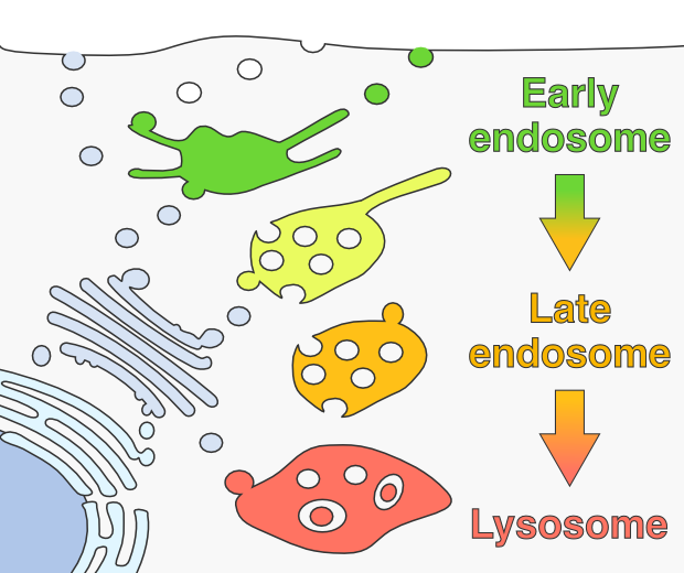 Τα ενδοσώματα διακρίνονται σε -Πρώιμα ενδοσώματα μικρά κυστίδια, σχετίζονται με κλαθρίνη και προέρχονται από την κυτταρική μεμβράνη -Όψιμα ενδοσώματα είναι μεγαλύτερα, βρίσκονται κοντά στον πυρήνα