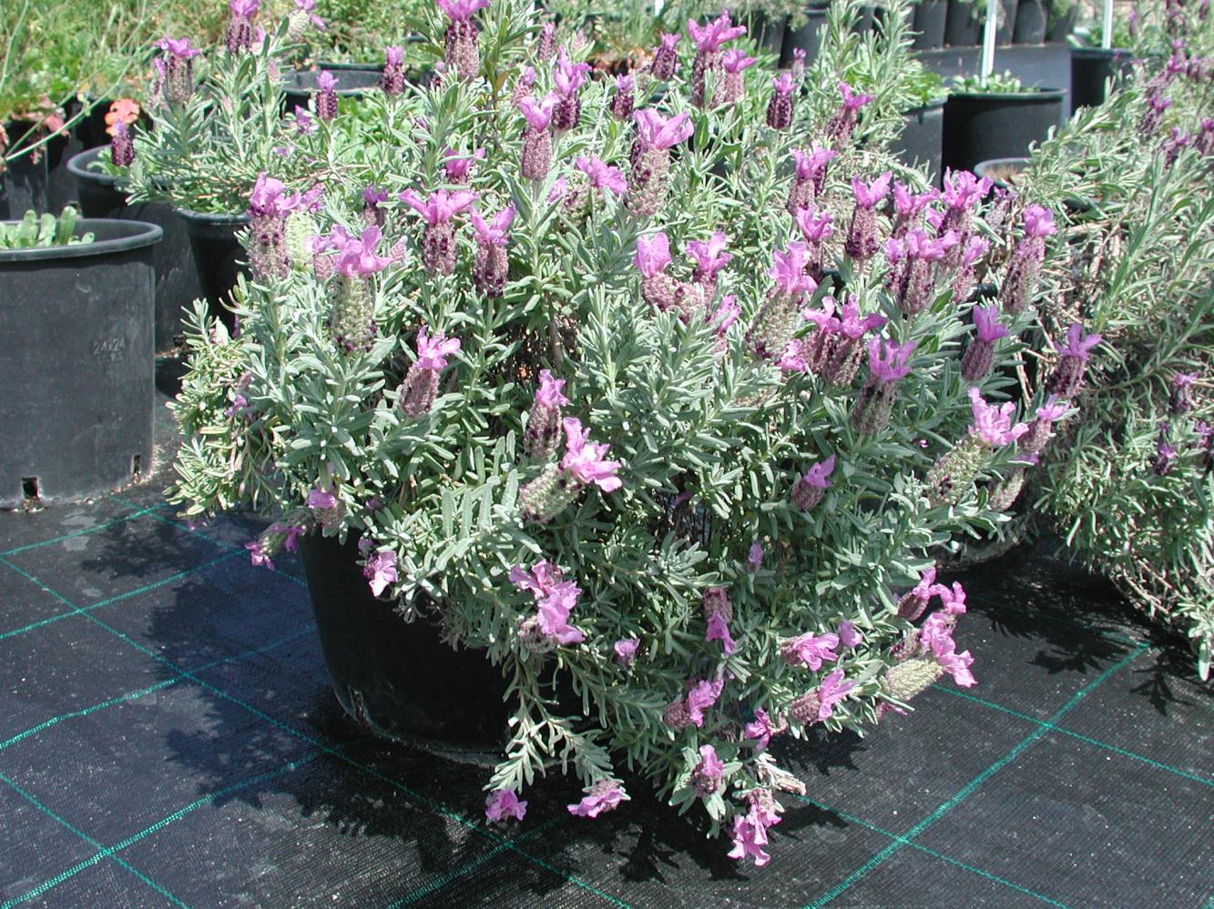 Lavandula stoechas L.