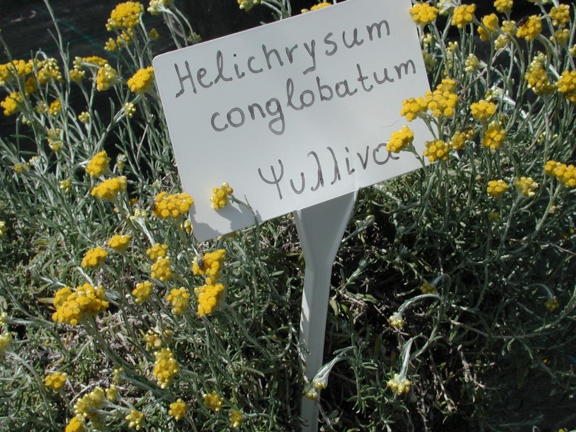 Helichrysum italicum και Helichrysum conglobatum (Compositae) Ψιλίνα ή κλάματα της Παναγίας.