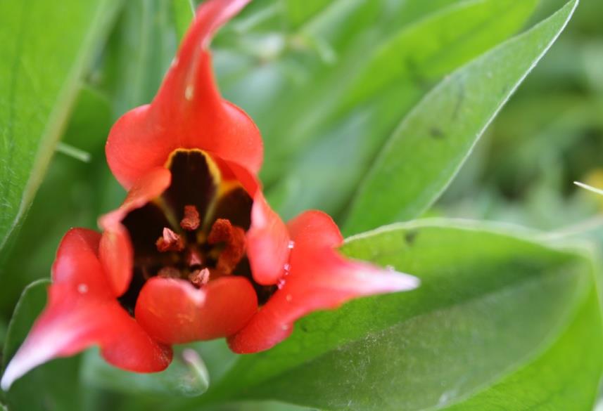 Tulipa agenensis Στόχος: Μελέτη μεθόδων πολλαπλασιασμού, φύτευσης, φυσιολογίας και η περαιτέρω αξιολόγηση τους και δημιουργία πρωτοκόλλων πολλαπλασιασμού και καλλιέργειας.