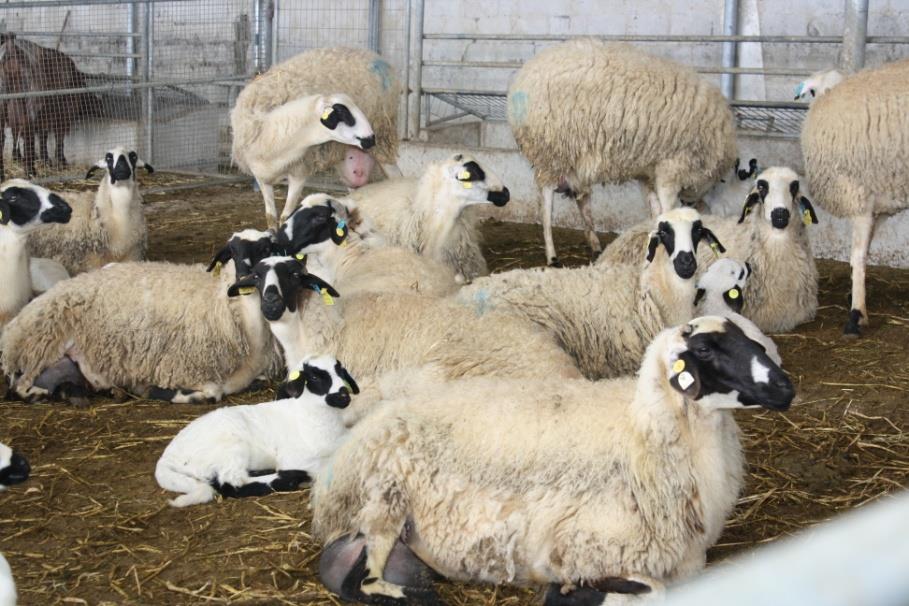 Ντόπιες Φυλές Προβάτων Κυπριακό Παχύουρο Πρόβατο Κυπριακό Πρόβατο