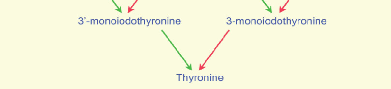 FIGURE 3.8 Metabolism of thyroxine.