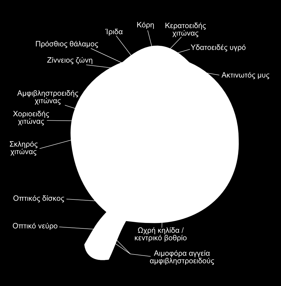 1.1. Ο ΣΚΛΗΡΟΣ ΧΙΤΩΝΑΣ 11 Σχήμα 1.1: Σχηματικό διάγραμμα του ανθρώπινου ματιού. Στην εικόνα 1.