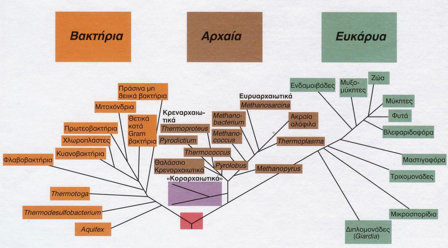 Εικόνα 18: Φυλογενετικό δέντρο της ζωής, όπως προκύπτει από τη σύγκριση τα αλληλουχίας του ριβοσωμικού RNA 4.1.1. Βακτήρια Είναι μικροί και απλοί μονοκύτταροι μικροοργανισμοί (δεν έχουν πυρήνα ούτε άλλα οργανίδια πλην ριβοσωμάτων).