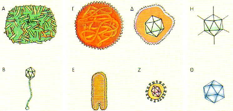 Εικόνα 41: Διάφοροι σχηματισμοί ιών. Α. DNA ιός, Β. Βακτηριοφάγος, Γ. RNA ιός με ελικοειδές νουκλεοκαψίδιο, Δ. DNA ιός με εικοσαεδρικό νουκλεοκαψίδιο, Ε. Ραβδοειδής RNA ιός, Ζ.