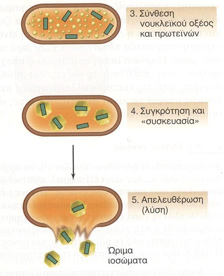 Εικόνα 43: Στάδια πολλαπλασιασμού DNA ιού (αδενοϊός). Εικόνα 44: Ο βιολογικός κύκλος ενός βακτηριακού ιού.