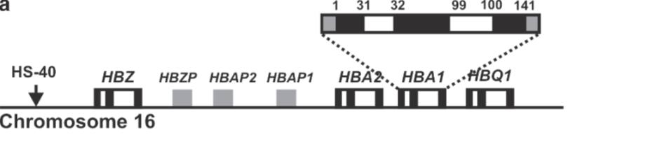 Το σύμπλεγμα των γονιδίων της α-σφαιρίνης (HBAC) εδράζεται στο 16 ο χρωμόσωμα, στη θέση p13.3(schechter N.A., 2008).