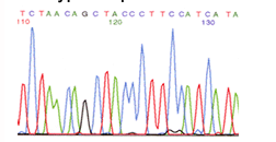 Εικόνα 20: Χαρακτηριστική εικόνα χρωματογραφήματος, με κάθε βάση του DNA να απεικονίζεται και με διαφορετικό χρώμα. Β.