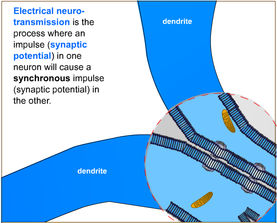 συναπτικής σχισμής. Το αποτέλεσμα είναι η διέγερση (εκπόλωση) ή η αναστολή (υπερπόλωση) της μεμβράνης του μετασυναπτικού νευρώνα που καλείται στο σημείο εκείνο υποσυναπτική.