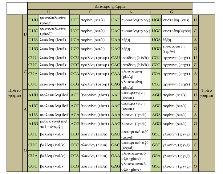 Πίνακας 1.1: Γενετικός κώδικας και αντιστοίχιση κωδικονίων με αμινοξέα 1.5 Πρωτεΐνες Οι πρωτεΐνες ευθύνονται για τις λειτουργίες που επιτελούνται μέσα σε ένα οργανισμό (π.χ. έκκριση ουσιών), ενώ μπορεί να έχουν και δομικό ρόλο (π.