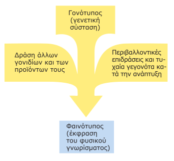 Τα γονίδια μιας γενετικής θέσης που καθορίζουν ένα χαρακτήρα και είναι περισσότερα από δύο ονομάζονται πολλαπλά αλληλόμορφα γονίδια.