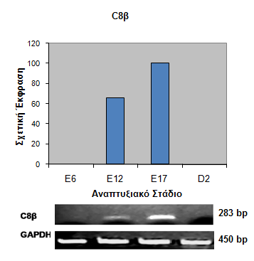 104 Δηθόλα 3.20: Ζιεθηξνθφξεζε πξντφλησλ RT-PCR αληηδξάζεσλ γηα ην γνλίδην C8β ζε πήθησκα αγαξφδεο 1.