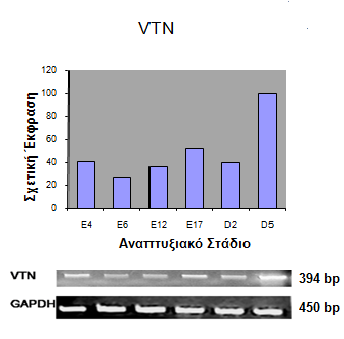 106 Δηθόλα 3.22: Ζιεθηξνθφξεζε πξντφλησλ RT-PCR αληηδξάζεσλ γηα ην γνλίδην VTN ζε πήθησκα αγαξφδεο 1.