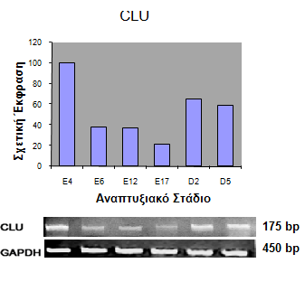 107 Δηθόλα 3.23: Ζιεθηξνθφξεζε πξντφλησλ RT-PCR αληηδξάζεσλ γηα ην γνλίδην CLU ζε πήθησκα αγαξφδεο 1.