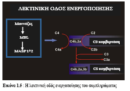 19 θνλβεξηάζε κε εθείλε πνπ δεκηνπξγείηαη θαηά ηελ ελεξγνπνίεζε ηεο θιαζηθήο νδνχ (40).