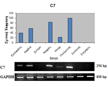 97 Δηθόλα 3.13: Ζιεθηξνθφξεζε πξντφλησλ αληηδξάζεσλ RT-PCR γηα ην γνλίδην C7 ζε πήθησκα αγαξφδεο 1.