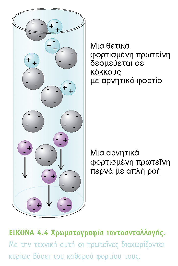ΧΡΩΜΑΤΟΓΡΑΦΙΑ ΙΟΝΤΟΑΝΤΑΛΑΓΗΣ ΔΙΑΧΩΡΙΣΜΟΣ ΠΡΩΤΕΙΝΩΝ ΜΕ ΒΑΣΗ ΤΟ ΦΟΡΤΙΟ Θετικά φορτισμένες πρωτεΐνες προσδένονται σε αρνητικά φορτισμένες ομάδες της στήλης Όσο πιο πολλά θετικά φορτία έχουν Τόσο πιο