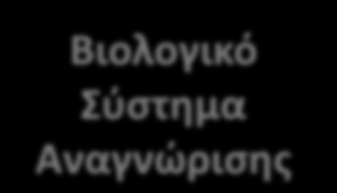 Παράδειγμα 2: Αναγνϊριςθ προςϊπου Ο άνκρωποσ διακζτει ζνα εςωτερικό (βιολογικό) ςφςτθμα αναγνϊριςθσ μζςω του οποίου μαθαίνει από βρζφοσ να αναγνωρίηει