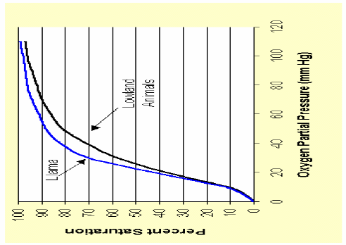 ιστούς Llama glama Γιατί στα µεγάλα υψόµετρα ενώ βρίσκονται πολύ πιο κοντά στον ήλιο, η θερµοκρασία είναι χαµηλότερη από ότι στα πεδινά; Γιατί η