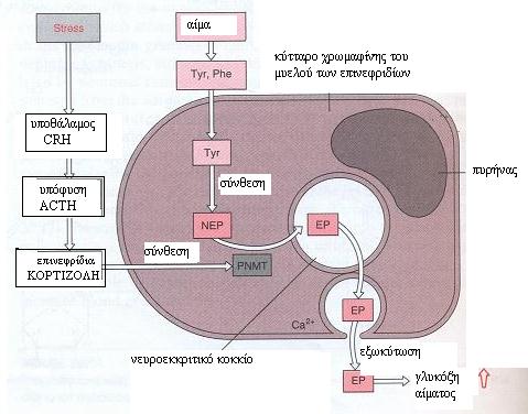 από τον υποθάλαμο, προκαλεί την έκκριση της ACTH από κύτταρα της υπόφυσης και με τη σειρά της προκαλεί τη βιοσύνθεση-έκκριση κορτιζόλης από το φλοιό των επινεφριδίων. Η κορτιζόλη (κεφ. 3.