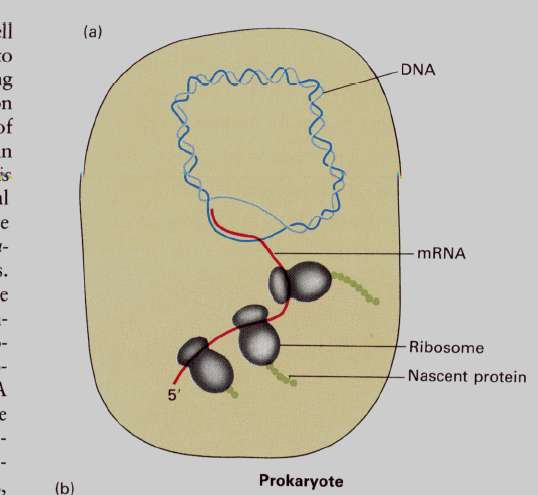 αλαζηνιήο ηεο RNA πνιπκεξάζεο RNA