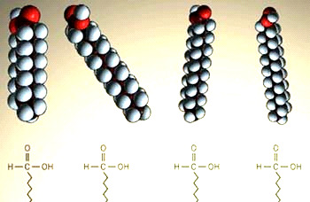 αραχιδονικό (20:4ω6) και το εικοσιδιεξαενοϊκό (22:6ω3) αποτελούν περίπου το 90% του συνόλου. Μυριστικό οξύ (14:0) Παλµιτικό οξύ (16:0) Στεατικό οξύ (18:0) Σχήµα 1.