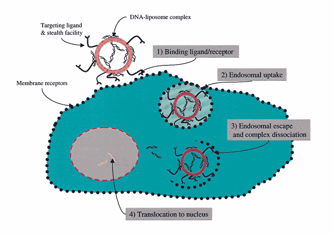 - Κατιονικά λιποσώματα (Cationic liposomes): Αυτά εκπροσωπούν σχετικά νέα μέλη της οικογένειας των λιποσωμάτων. Βρίσκονται στην πρώτη γραμμή ως συστήματα μεταφοράς γενετικού υλικού.