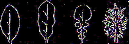 1 Orbicular 2 Elliptic 3 Obovate 4 Spathulate 5 Ovate 5 Lanceolate 7 Oblong Fig. 5. Leaf blade shape in outline 4.2.17 Leaf division (margin) See Fig. 1, p.