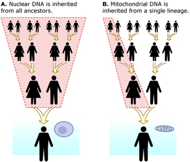 mtdna: Γενετικό υλικό mit μικρό ποσοστό του συνόλου του DNA του κυττάρου (1-2% στα ζωικά κύτταρα) Κυκλικό.