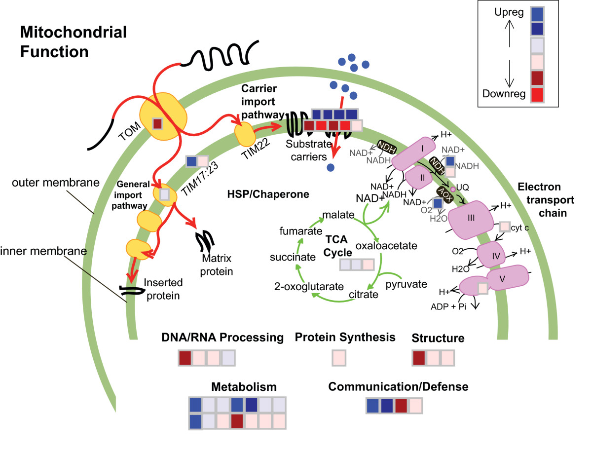 Πρωτεΐνες mit Μιτοχονδριακές πρωτεΐνες 1) Οι διαμεμβρανικές πρωτεΐνες των mit συντίθενται από ριβοσώματα της εσωτερικής mit μεμβράνης και ενσωματώνονται εκεί συν-μτφρ 2) Η