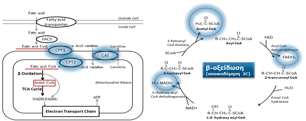 1. Σχηματισμός ακετυλο-συνένζυμου A (acetyl-cοa) ΛΕΙΤΟΥΡΓΙΑ β-οξείδωση λιπαρών οξέων Γίνεται στο μιτοχονδριακό χυμό η είσοδος από το κυτταρόπλασμα διευκολύνεται με ειδικά