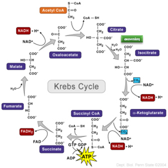 Krebs reactions transfer energy from the progressive oxidation of substrates to two types of energy carriers, NAD and FAD ΛΕΙΤΟΥΡΓΙΑ 2.