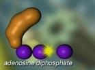 αδενοσίνη ΑΤΡ: Κυτταρικό «καύσιμο», βραχυπρόθεσμη βιολογική