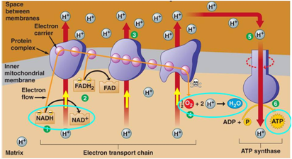 ΛΕΙΤΟΥΡΓΙΑ ΑΝΑΠΝΕΥΣΤΙΚΗ ΑΛΥΣΙΔΑ 10 πρωτόνια μεταφέρονται διαμέσου της εσωτερικής μεμβράνης για κάθε ζευγάρι e- που μεταφέρεται από το NADH στο Ο 2 6 πρωτόνια μεταφέρονται διαμέσου της εσωτερικής