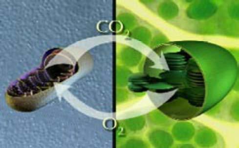 ΕΙΣΑΓΩΓΗ Φυτικά κύτταρα Αναπνοή + Φωτοσύνθεση: CO2 + ATP γλυκόζη Χλωροπλάστες: η ηλιακή ενέργεια παγιδεύεται και χρησιμοποιείται για την παραγωγή ΑΤΡ και NADPH, ενώ ταυτόχρονα γίνεται φωτόλυση του