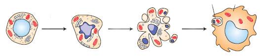 ΛΕΙΤΟΥΡΓΙΑ ΜΙΤΟΧΟΝΔΡΙΑ ΚΑΙ ΑΠΟΠΤΩΤΙΚΟΣ ΚΥΤΤΑΡΙΚΟΣ ΘΑΝΑΤΟΣ γενικά χαρακτηριστικά Κυτταρική συρρίκνωση Blebbing κυτταρικής μεμβράνης Εξωτερίκευση