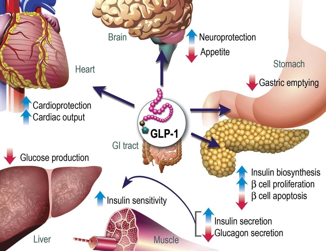 GLP-1: Μηχανισμός Δράσης Drucker