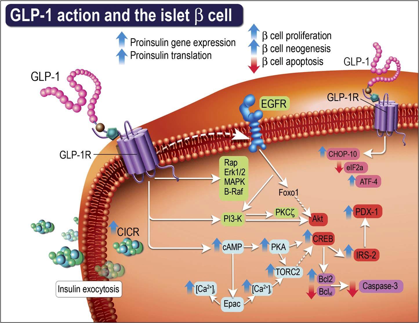 GLP-1 receptor signal transduction pathways in the