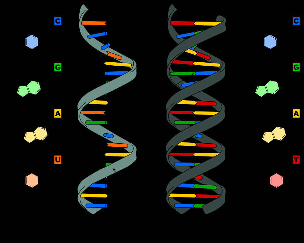 Διαφορές DNA & RNA 2 Εικ.