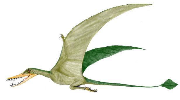 Rhamphorhynchus Α.