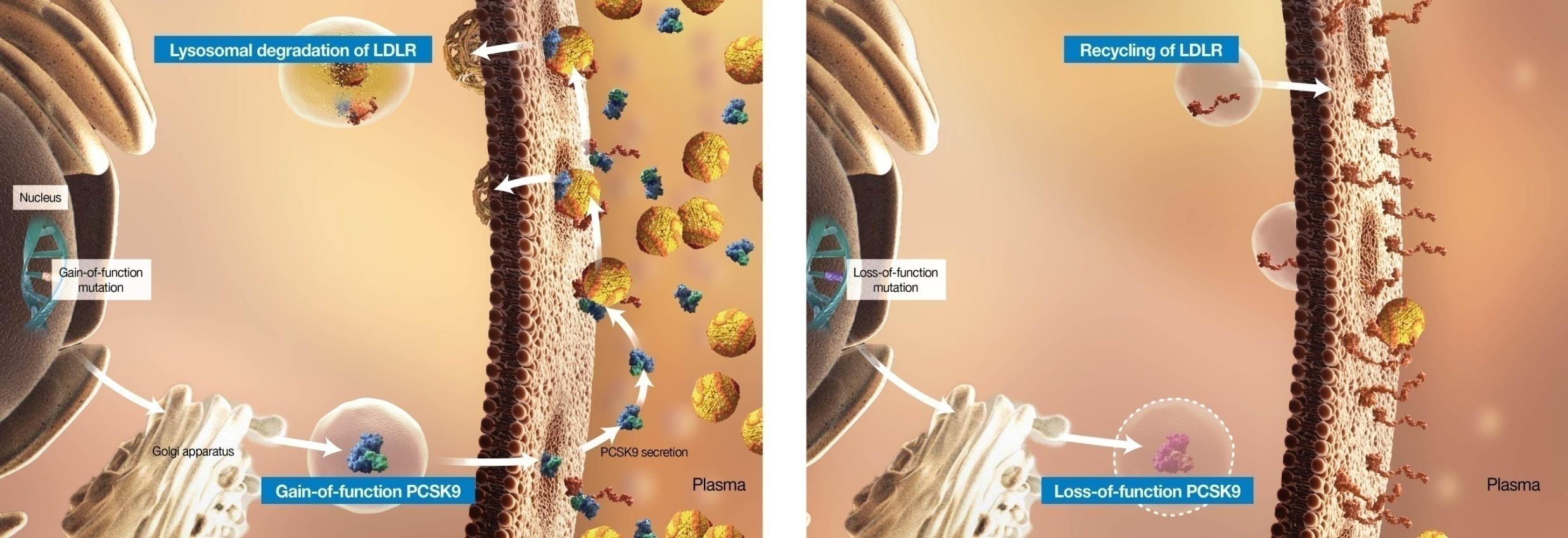 Genetic Variants of PCSK9 Demonstrate Its Importance in Regulating LDL